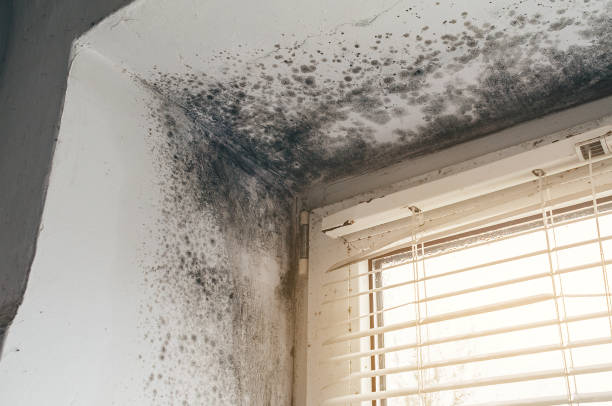 Trusted Attic Mold Removal service in Wellersburg, PA - Cheap Mold Removal