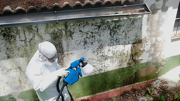 Trusted Basement Mold Remediation service in Wellersburg, PA - Cheap Mold Removal
